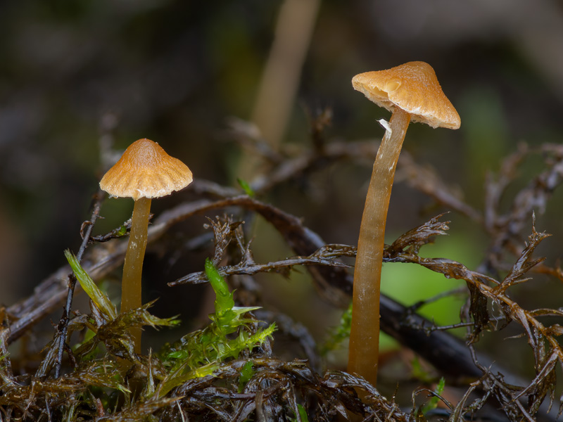 Galerina jaapii